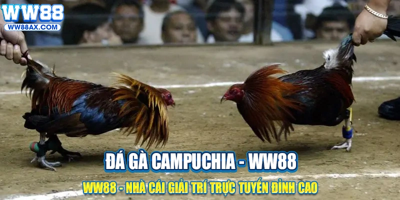 Đá gà Campuchia online tại WW88