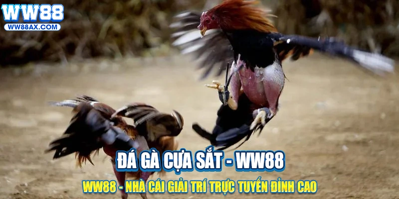 Đá gà cựa sắt là gì?