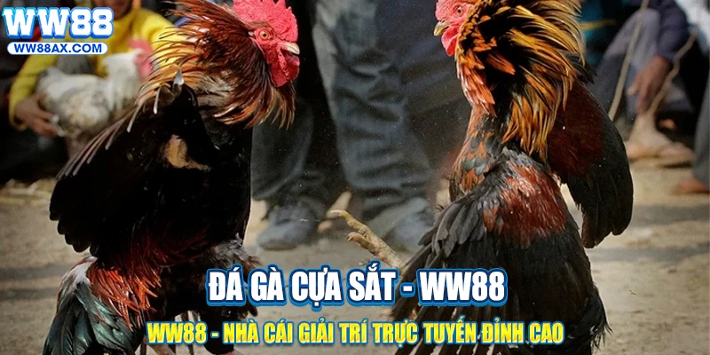 Đá gà cựa sắt