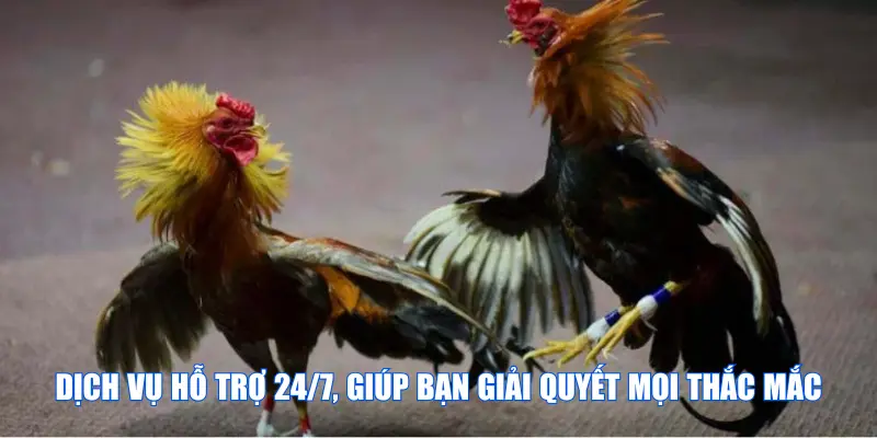Dịch vụ luôn được hỗ trợ 24/7, giúp bạn giải quyết mọi thắc mắc
