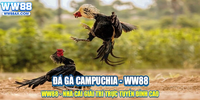Giới thiệu về đá gà Campuchia