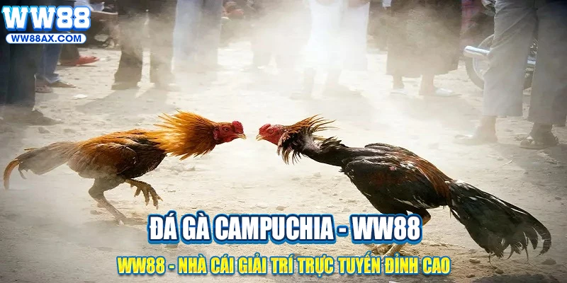 Kinh nghiệm chơi đá gà Campuchia 2025