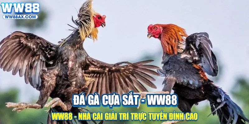 Kinh nghiệm chơi đá gà lâu năm