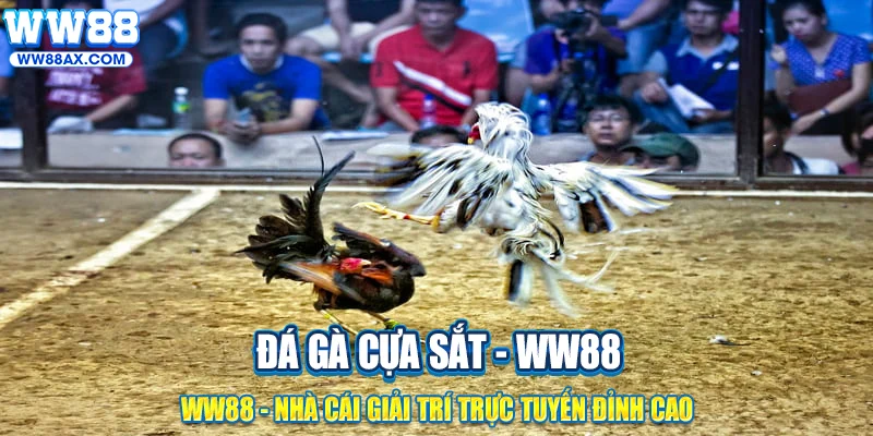 Quy tắc cần biết khi chơi đá gà cựa sắt