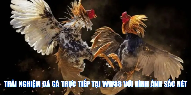 Trải nghiệm đá gà trực tiếp tại WW88 với hình ảnh sắc nét